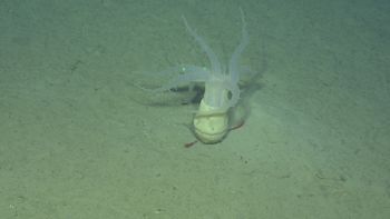 Media type: image;   Invertebrate Zoology 153117 Description: live specimen;
